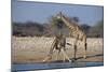 Giraffes-Peter Chadwick-Mounted Photographic Print