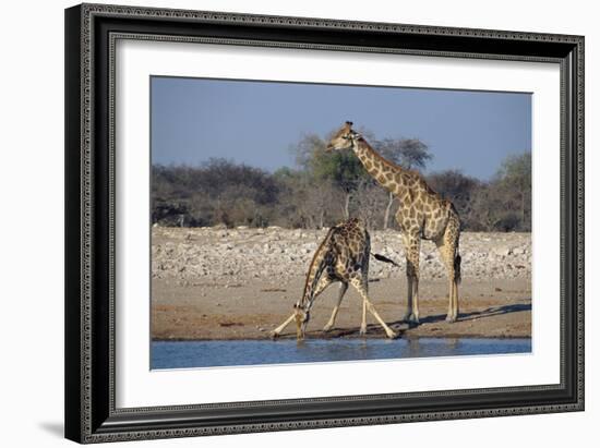 Giraffes-Peter Chadwick-Framed Photographic Print