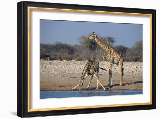 Giraffes-Peter Chadwick-Framed Photographic Print