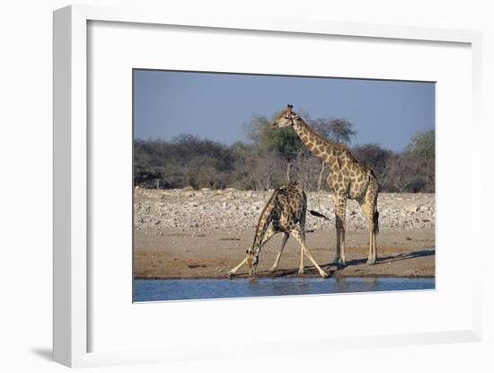 Giraffes-Peter Chadwick-Framed Photographic Print