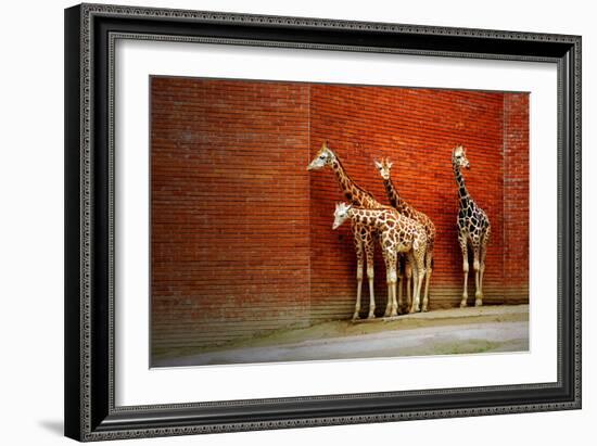 Giraffes-yuran-78-Framed Photographic Print