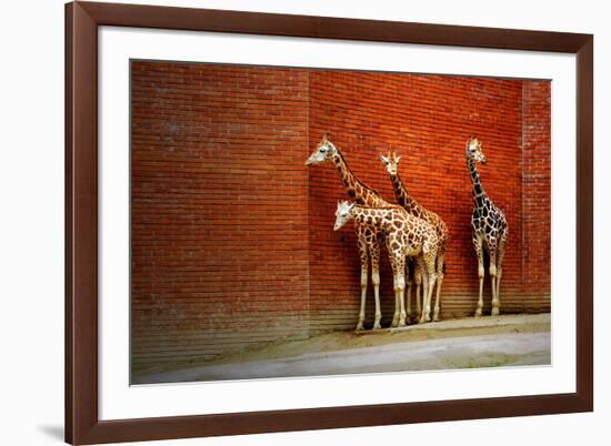 Giraffes-yuran-78-Framed Photographic Print