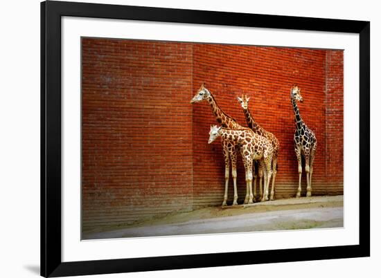 Giraffes-yuran-78-Framed Photographic Print