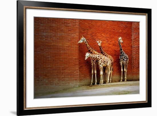 Giraffes-yuran-78-Framed Photographic Print