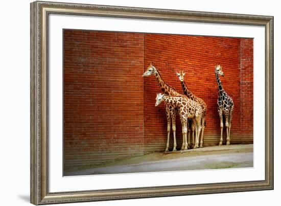 Giraffes-yuran-78-Framed Photographic Print