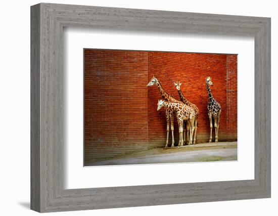 Giraffes-yuran-78-Framed Photographic Print