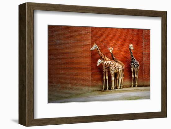 Giraffes-yuran-78-Framed Photographic Print