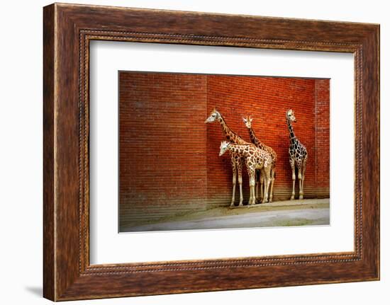 Giraffes-yuran-78-Framed Photographic Print