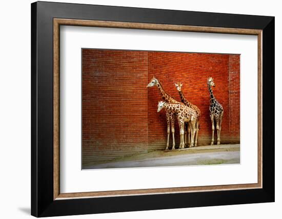 Giraffes-yuran-78-Framed Photographic Print