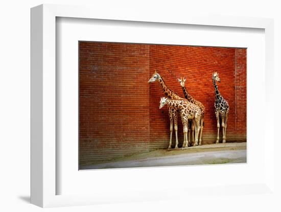 Giraffes-yuran-78-Framed Photographic Print