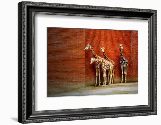 Giraffes-yuran-78-Framed Photographic Print