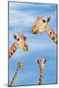 Giraffes-null-Mounted Photographic Print