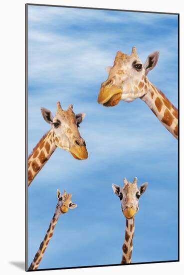 Giraffes-null-Mounted Photographic Print