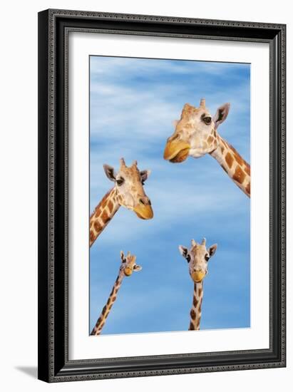 Giraffes-null-Framed Photographic Print
