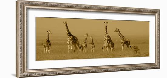 Giraffes-Sarah Farnsworth-Framed Photographic Print