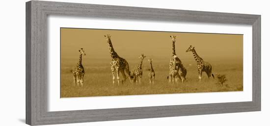 Giraffes-Sarah Farnsworth-Framed Photographic Print