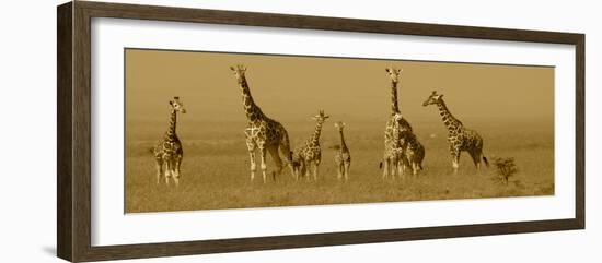 Giraffes-Sarah Farnsworth-Framed Photographic Print