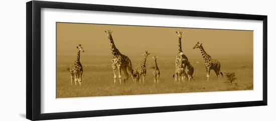 Giraffes-Sarah Farnsworth-Framed Photographic Print