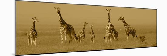 Giraffes-Sarah Farnsworth-Mounted Photographic Print