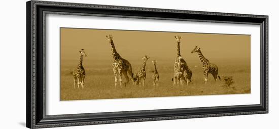 Giraffes-Sarah Farnsworth-Framed Photographic Print