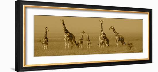 Giraffes-Sarah Farnsworth-Framed Photographic Print