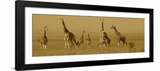 Giraffes-Sarah Farnsworth-Framed Photographic Print