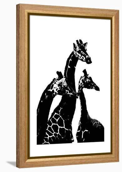 Giraffes-Alex Cherry-Framed Stretched Canvas