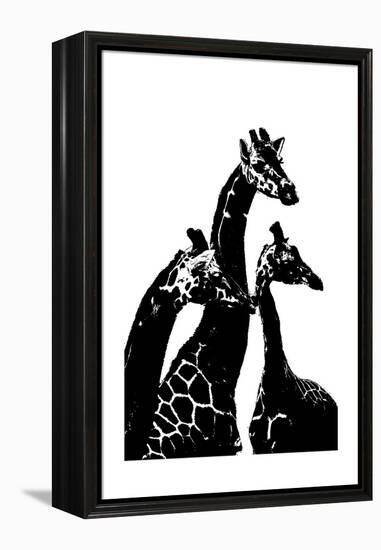 Giraffes-Alex Cherry-Framed Stretched Canvas