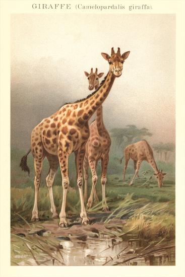 Premium Giclee Print, , large