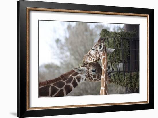 Giraffes-Carol Highsmith-Framed Art Print