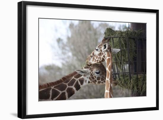 Giraffes-Carol Highsmith-Framed Art Print