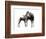 Giraffokeryx-null-Framed Photographic Print