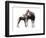 Giraffokeryx-null-Framed Photographic Print