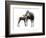 Giraffokeryx-null-Framed Photographic Print