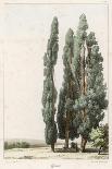 Cypress-Girard-Art Print