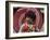 Girl Dressed in Kimono, Shichi-Go-San Festival (Festival for Three, Five, Seven Year Old Children)-null-Framed Photographic Print