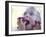 Girl Eating Raspberries, Bellingham, Washington, USA-Steve Satushek-Framed Photographic Print