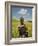 Girl Holding Yellow Meskel Flowers in a Fertile Green Wheat Field after the Rains-Gavin Hellier-Framed Photographic Print