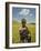 Girl Holding Yellow Meskel Flowers in a Fertile Green Wheat Field after the Rains-Gavin Hellier-Framed Photographic Print