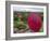 Girl Overlooking Temples of Bagan, Myanmar-Keren Su-Framed Photographic Print