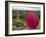 Girl Overlooking Temples of Bagan, Myanmar-Keren Su-Framed Photographic Print