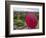 Girl Overlooking Temples of Bagan, Myanmar-Keren Su-Framed Photographic Print