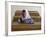 Girl Sits Alone in Her Class Room During a Break in Aftabachi School in Eastern Afghanistan-null-Framed Photographic Print