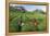 Girls Collecting Tea in Field in Rize, Black Sea Region of Turkey-Ali Kabas-Framed Premier Image Canvas