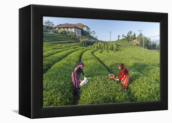 Girls Collecting Tea in Field in Rize, Black Sea Region of Turkey-Ali Kabas-Framed Premier Image Canvas