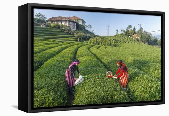 Girls Collecting Tea in Field in Rize, Black Sea Region of Turkey-Ali Kabas-Framed Premier Image Canvas