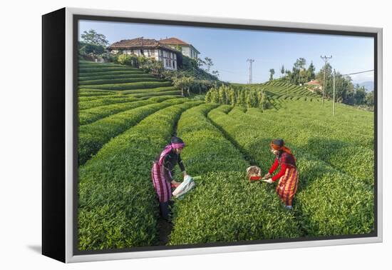 Girls Collecting Tea in Field in Rize, Black Sea Region of Turkey-Ali Kabas-Framed Premier Image Canvas