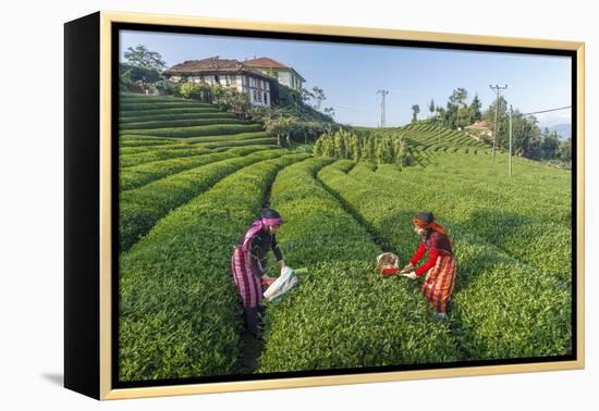 Girls Collecting Tea in Field in Rize, Black Sea Region of Turkey-Ali Kabas-Framed Premier Image Canvas