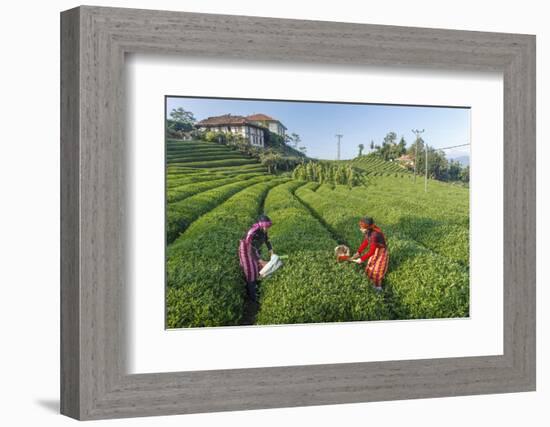 Girls Collecting Tea in Field in Rize, Black Sea Region of Turkey-Ali Kabas-Framed Photographic Print