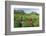 Girls Collecting Tea in Field in Rize, Black Sea Region of Turkey-Ali Kabas-Framed Photographic Print